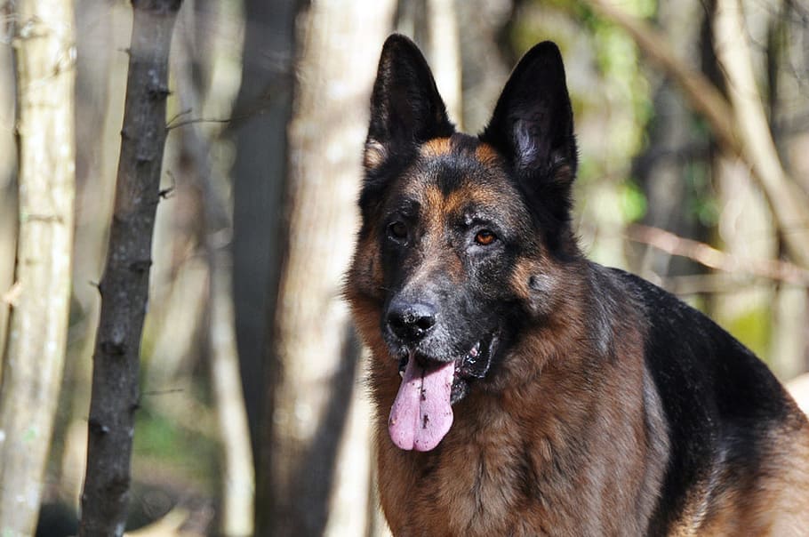 german shepherd, forest, dog, animal, one animal, pets, domestic HD wallpaper
