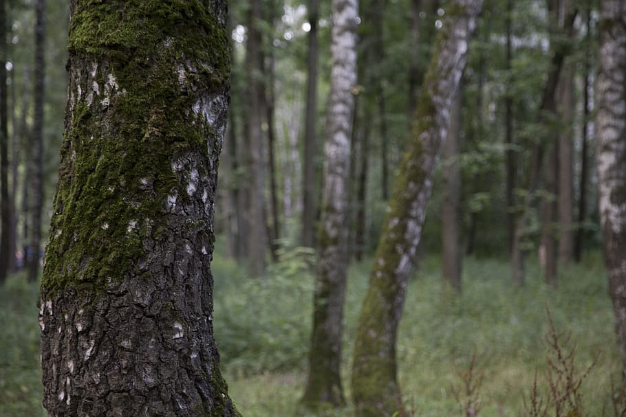 forest, trees, moss, nature, landscape, tree trunks, greens HD wallpaper