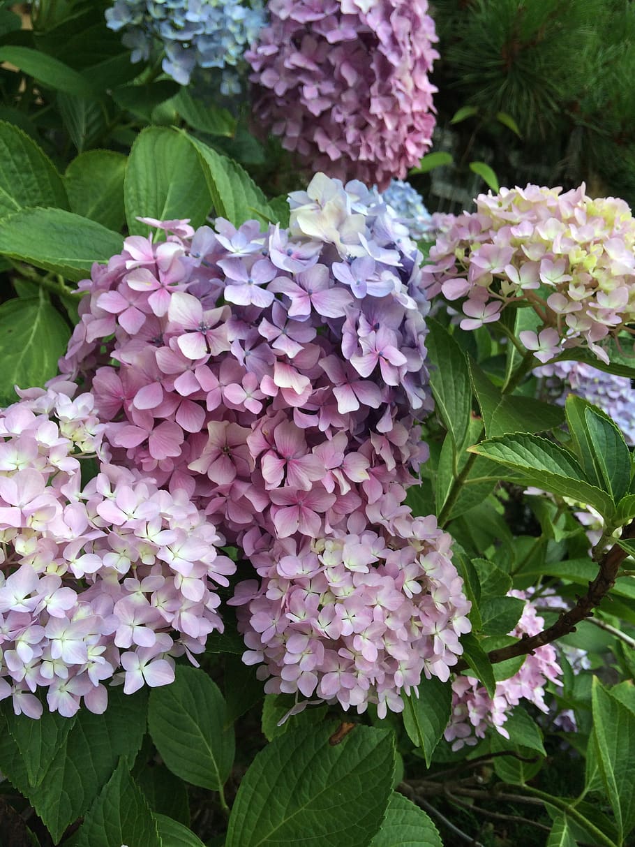 flowers, nature, plants, hydrangea, flowering plant, beauty in nature HD wallpaper