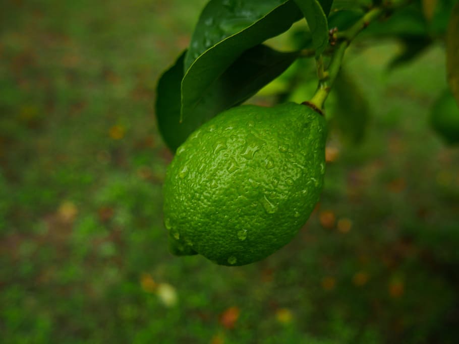 lemon, green, branches, fruit, tree, green lemon, nature, lemon tree HD wallpaper