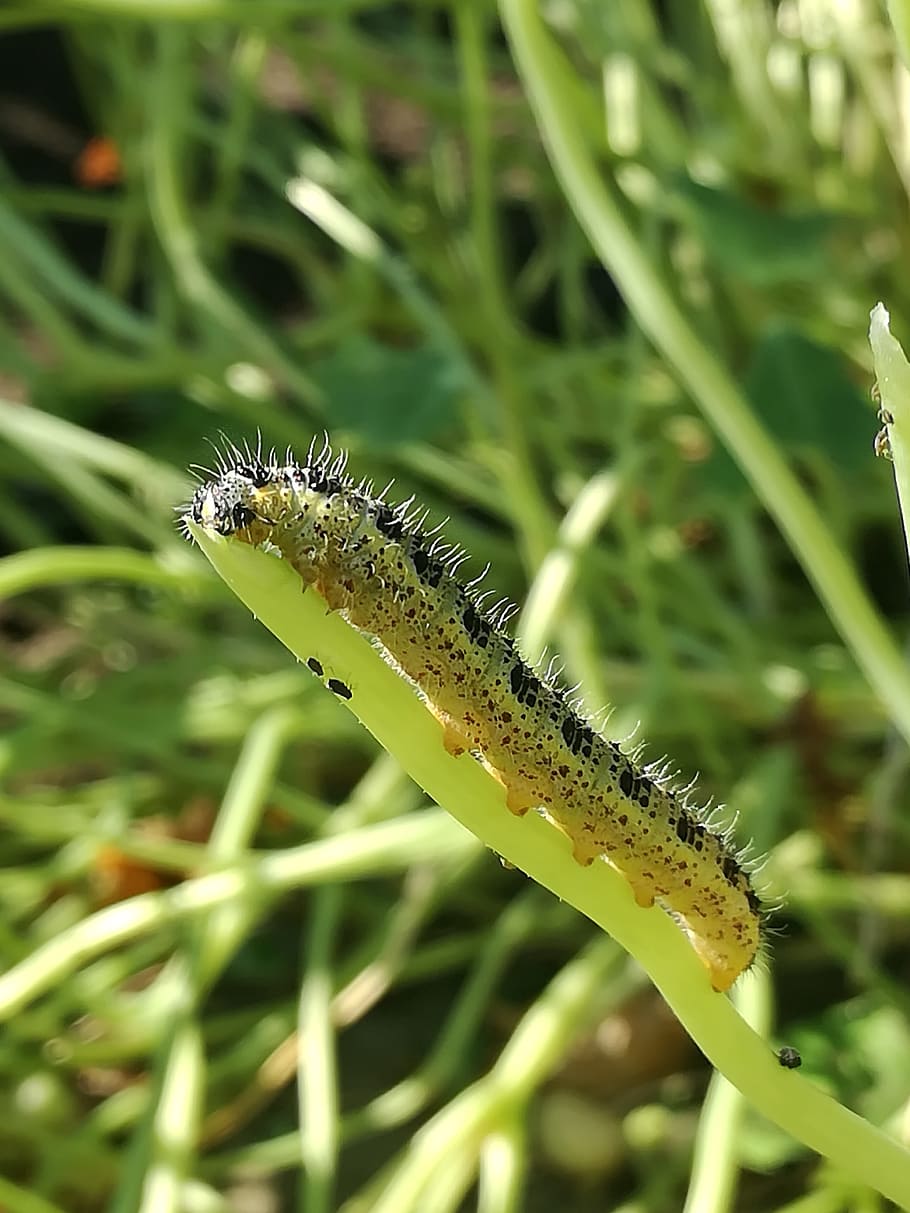 Caterpillar, Nature, Bug, Butterfly, green, animal, one animal HD wallpaper