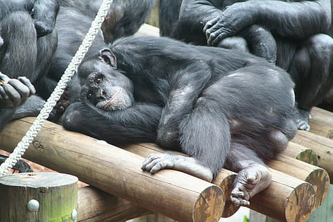 monkey, ape, zoo, rest, relax, animal, chill out, primate, animal world HD wallpaper