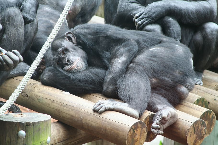 monkey, ape, zoo, rest, relax, animal, chill out, primate, animal world HD wallpaper