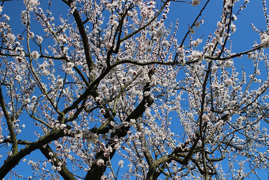 nature, spring, fruit tree, flower, kajszivirág, garden, white HD wallpaper