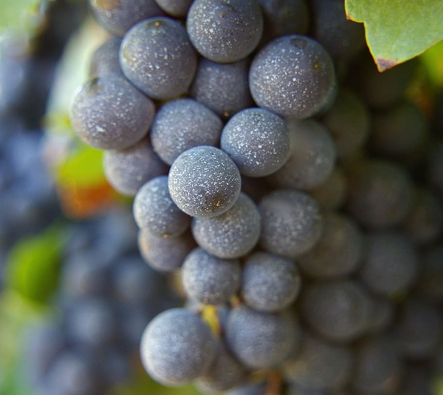 grapes, wine, fruit, cluster, bunch, purple, ripe, grapevine HD wallpaper