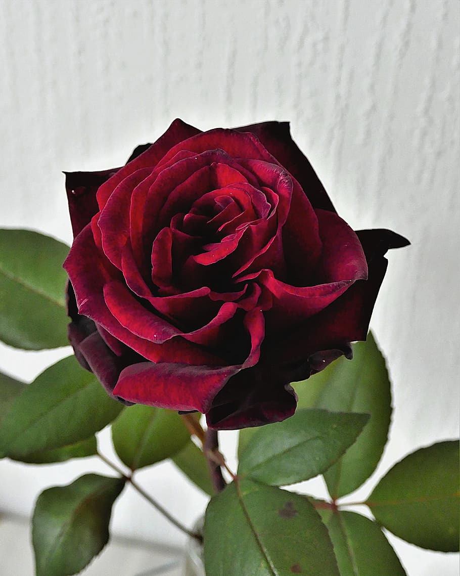 selective focus photography of maroon rose in bloom, rose bloom HD wallpaper