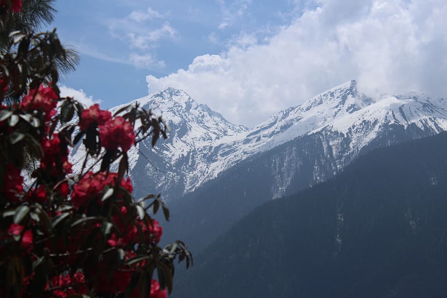 red petaled flowers near mountain, nepal, trekking, nepal trekking