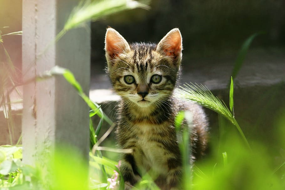 Cat, Kitty, Cute, Small, Animal, little, feline, domestic cat HD wallpaper