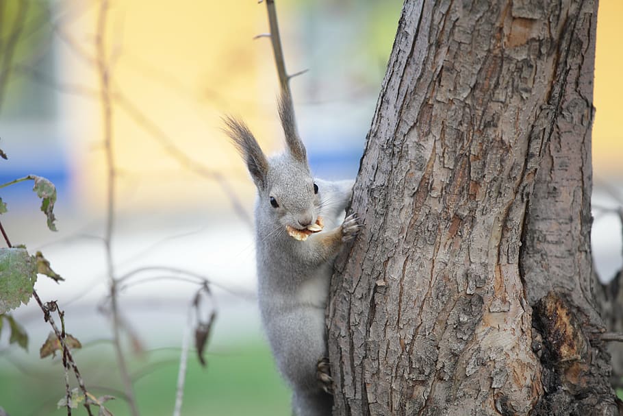 selective focus photo of gray squirrel climbing tree, nature HD wallpaper