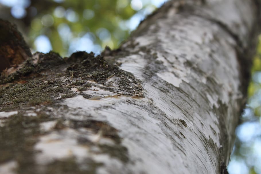 tree, wood, macro, nature, log, tree trunk, selective focus HD wallpaper