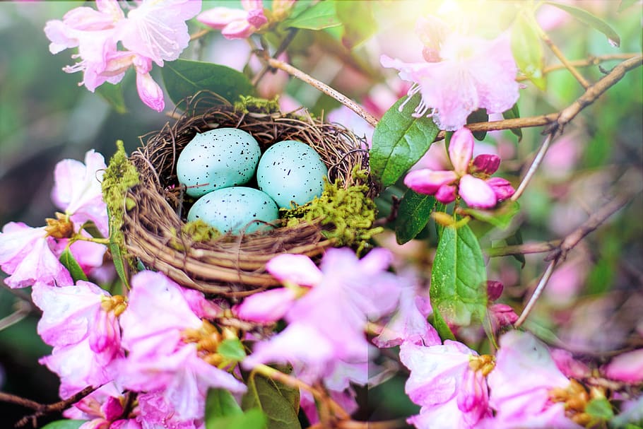nest, robin nest, pink, spring, nature, eggs, easter, springtime