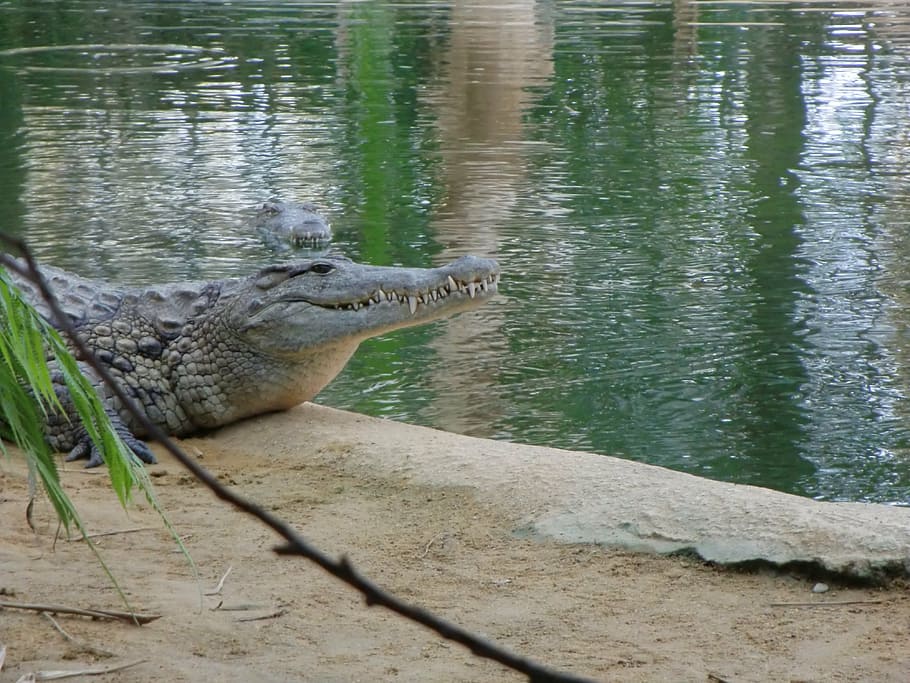 crocodile, water, landscape, one animal, animal themes, reptile HD wallpaper