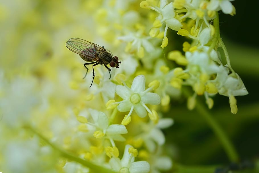 black housefly perched on white petaled flowers, insect, elderflower HD wallpaper