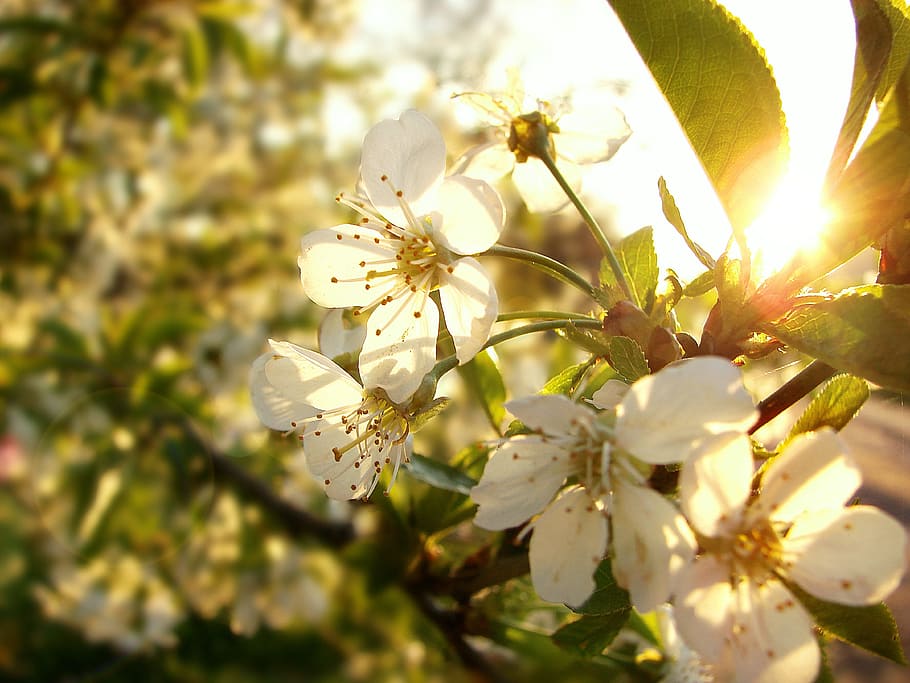 flowers, spring, nature, handsomely, branch, tree, plant, sheet HD wallpaper