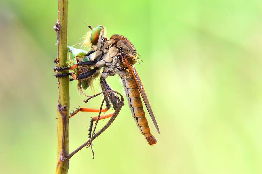 macro, robber-fly, insect, animal, wildlife, nature, animal themes HD wallpaper