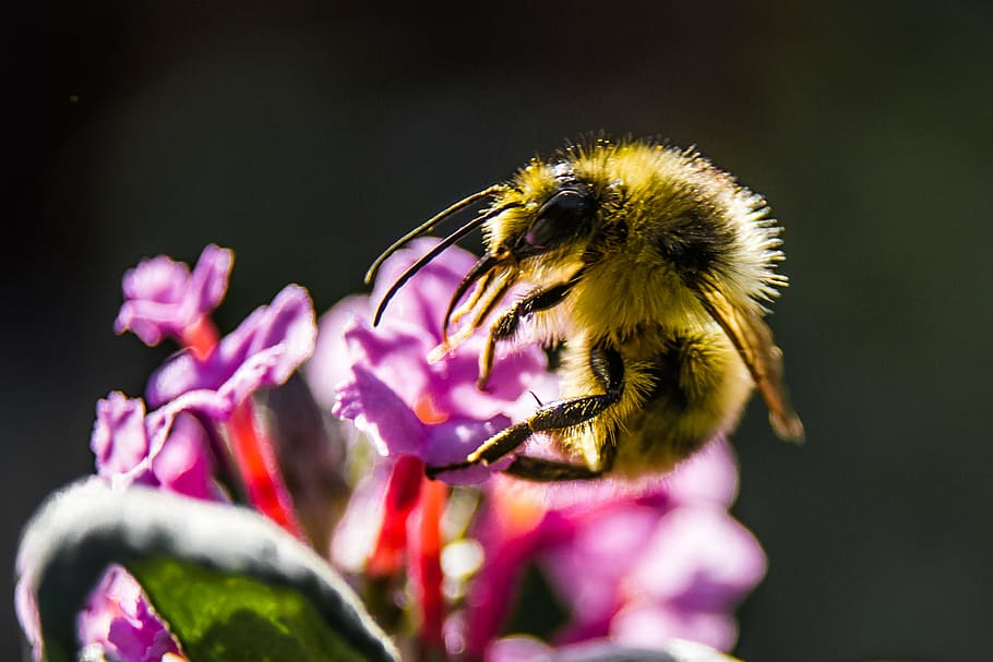 bee, bumblebee, flower, insect, nature, close-up, plant, pollination HD wallpaper