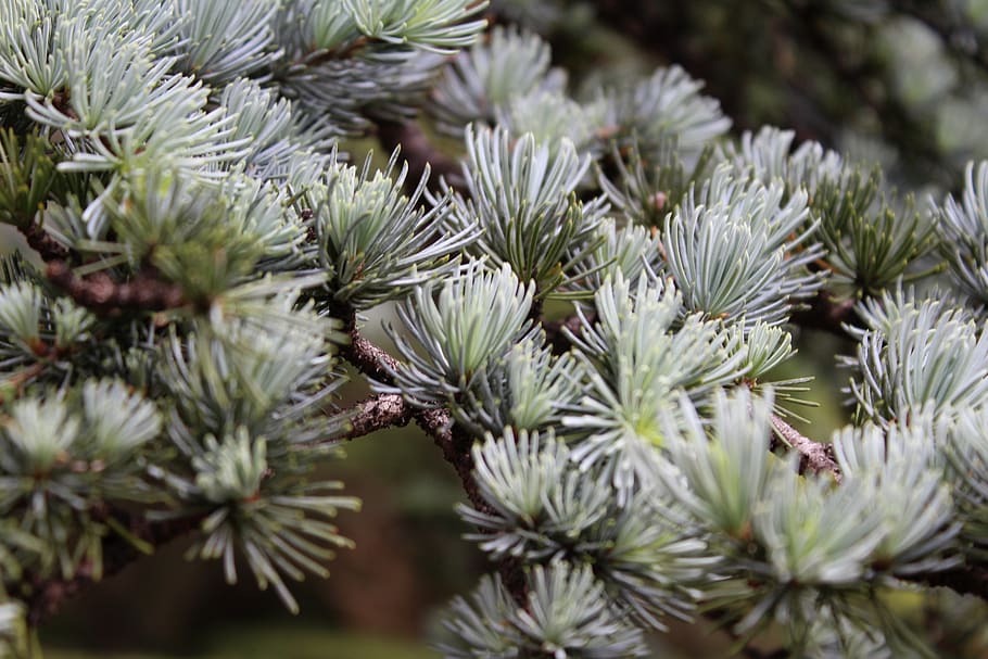 evergreen, pine tree, tree leaves, growth, plant, green color HD wallpaper
