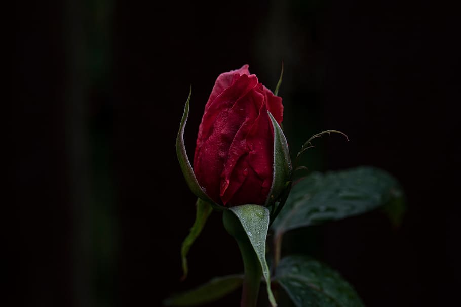 dark, red, rose, flower, green, leaf, beauty in nature, plant HD wallpaper