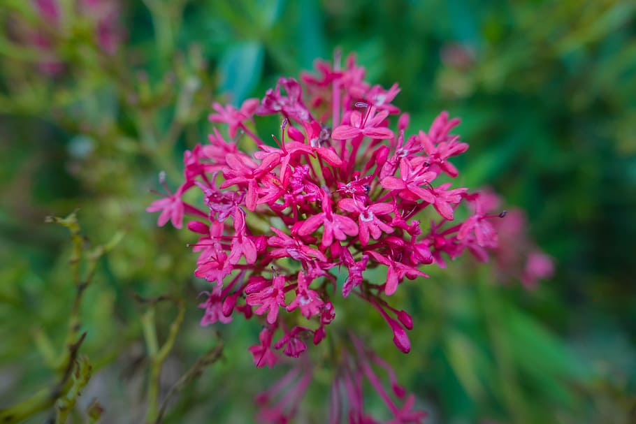blossom, bloom, pink, close, flower, plant, flowering plant HD wallpaper