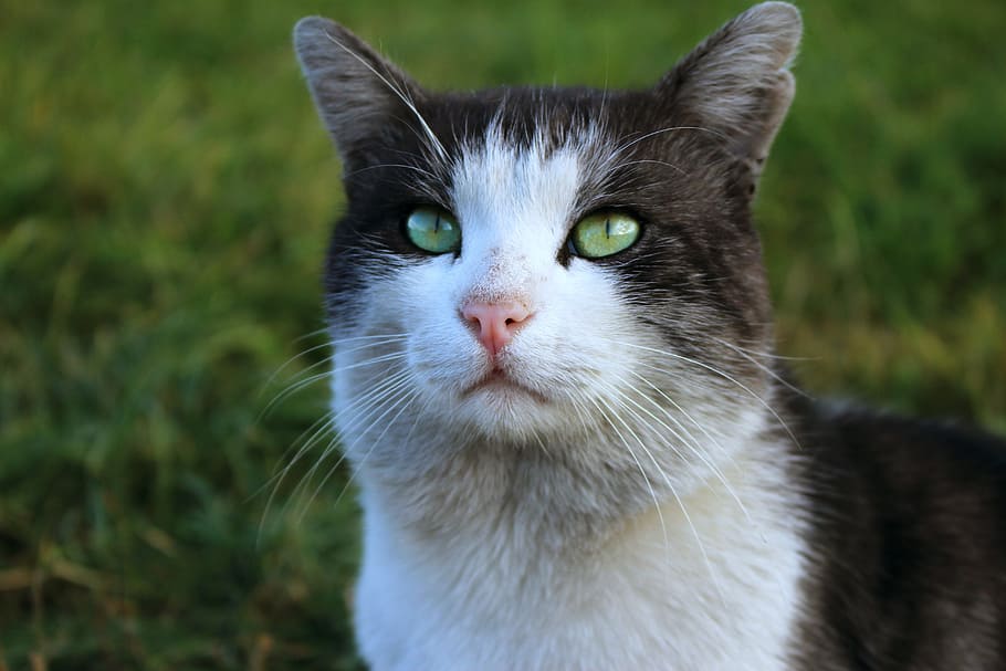 black and white cat standing on grass, snout, gray cat, pets HD wallpaper