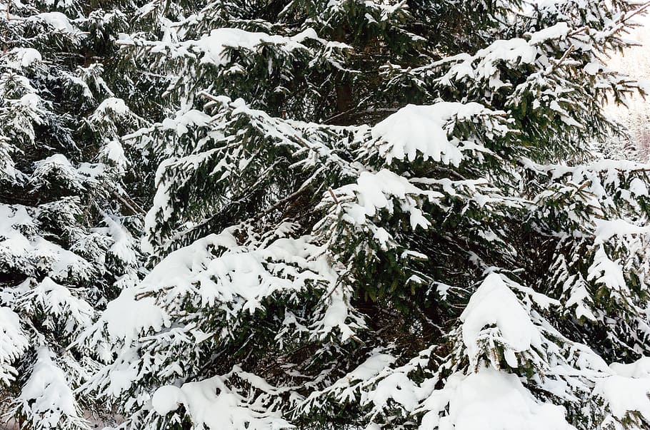 Winter forest, nature, snow, mountain, outdoors, cold - Temperature HD wallpaper