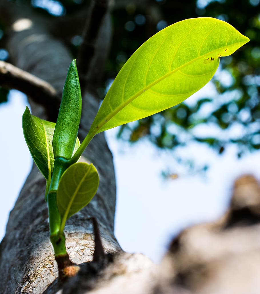young drove, branches, tree, plant, spring, leaf, plant part HD wallpaper