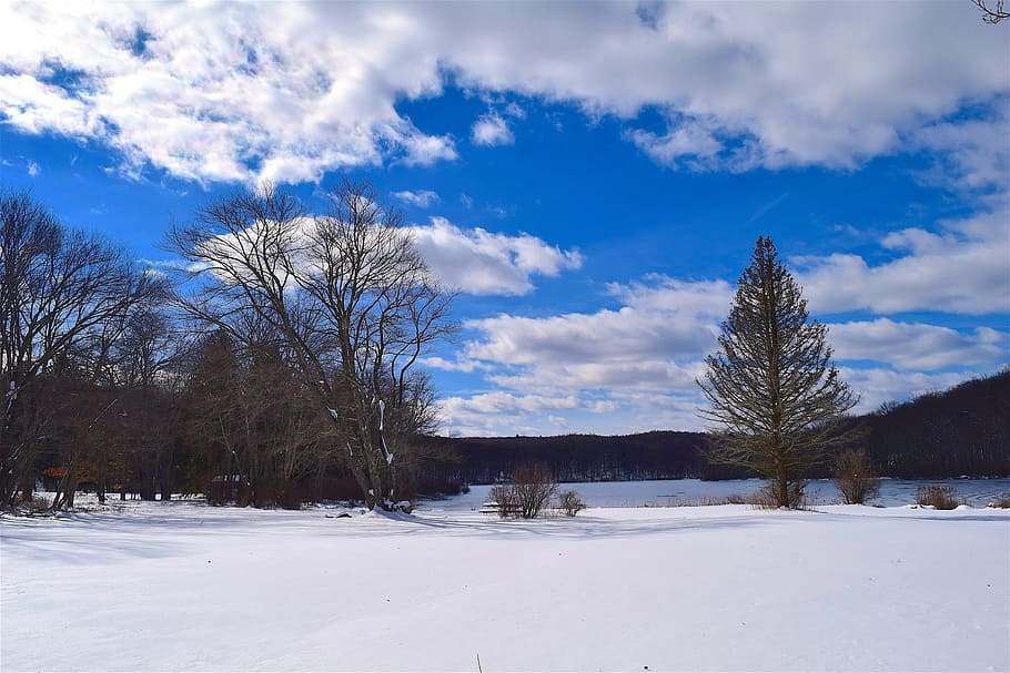 Snow, Trees, Clouds, White, sky, blue, winter, cold, landscape HD wallpaper