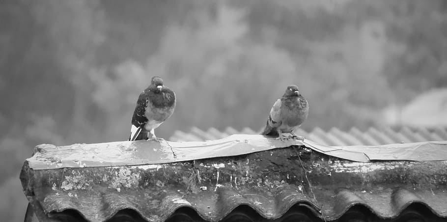 winter, nature, outdoors, pigeons, animal themes, vertebrate HD wallpaper