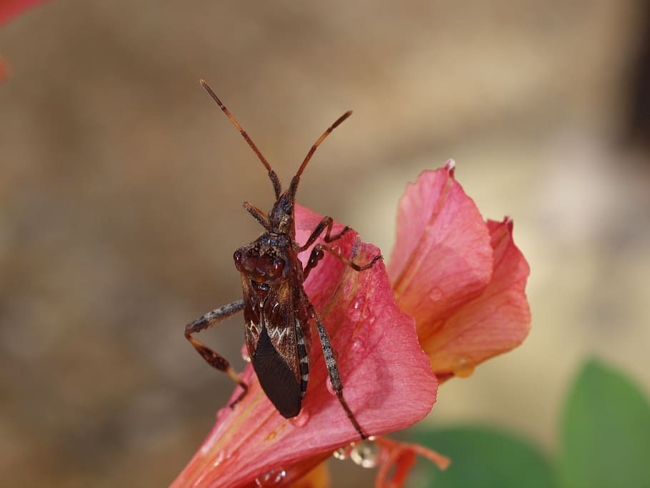 insect, macro, nature, flower, flowering plant, close-up, invertebrate HD wallpaper