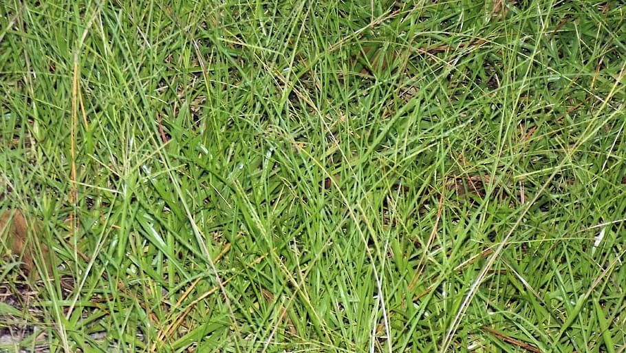 grass, roughage, pasture, green, agriculture, nature, plant HD wallpaper