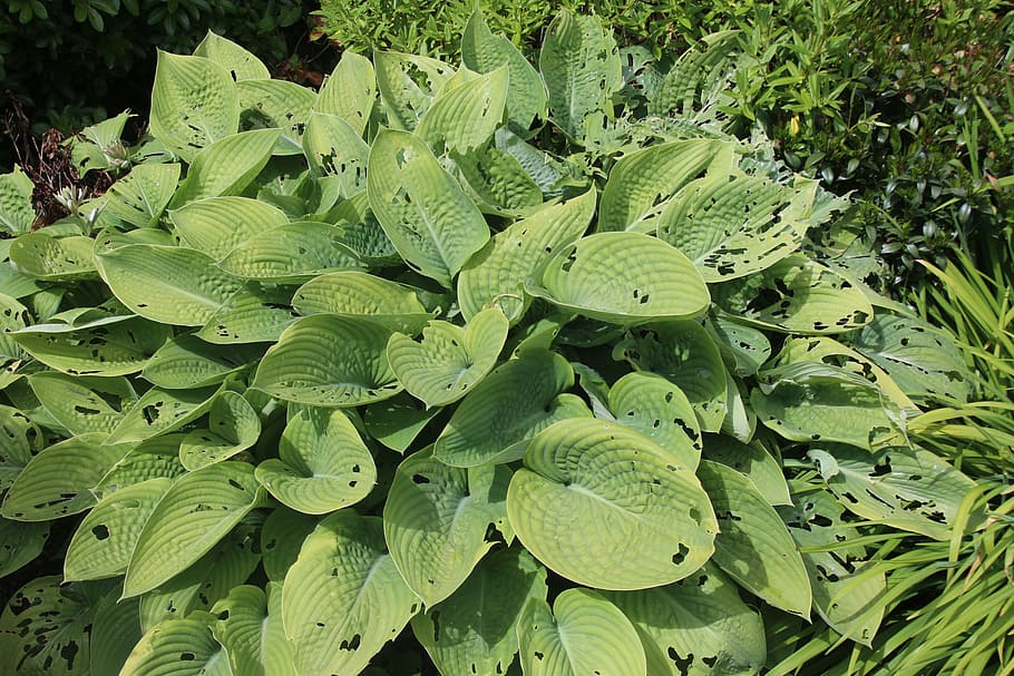 hosta, slugs, slug damage, pest, garden, plant, leaf, green HD wallpaper