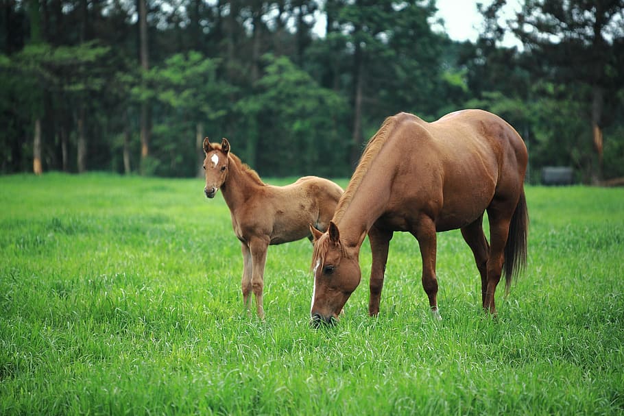 selective focus of two horse on grass field, jeju island, jejuma