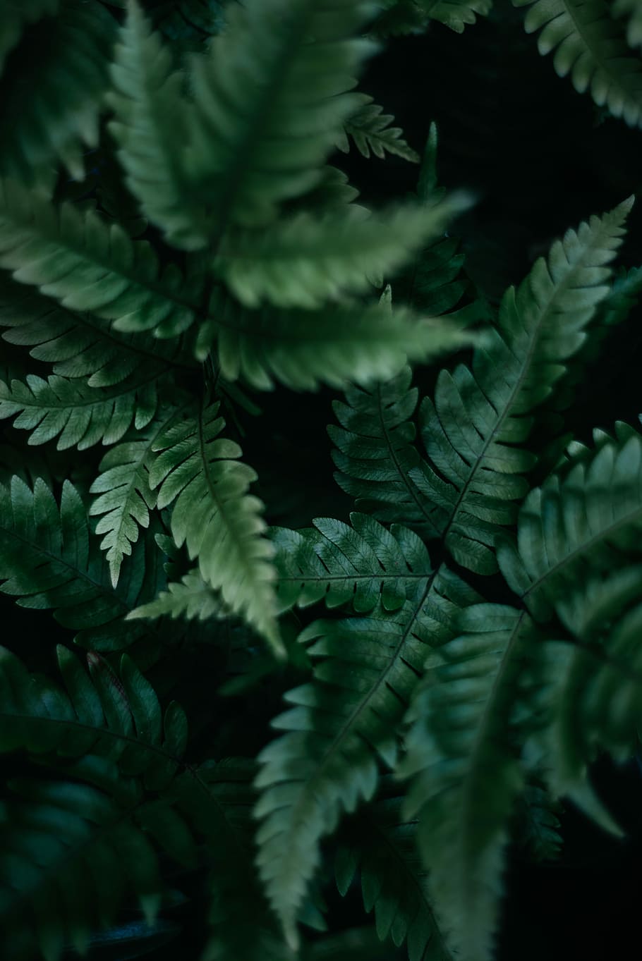 selective focus photography of fern plants, shallow focus photography of green leaves HD wallpaper