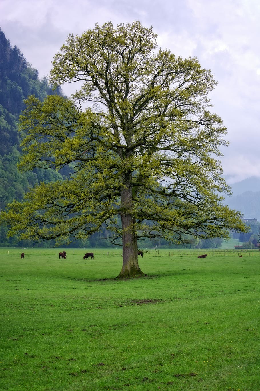 Spring, Tree, Nature, individually, meadow, sky, green, pasture HD wallpaper