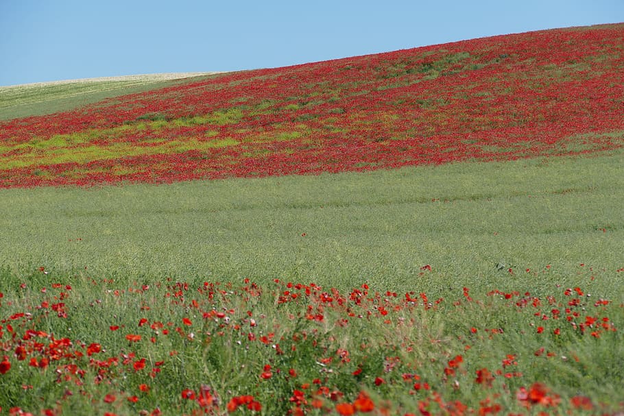 Perspective, View, Field, Poppy, Wild, romantic, red, nature HD wallpaper