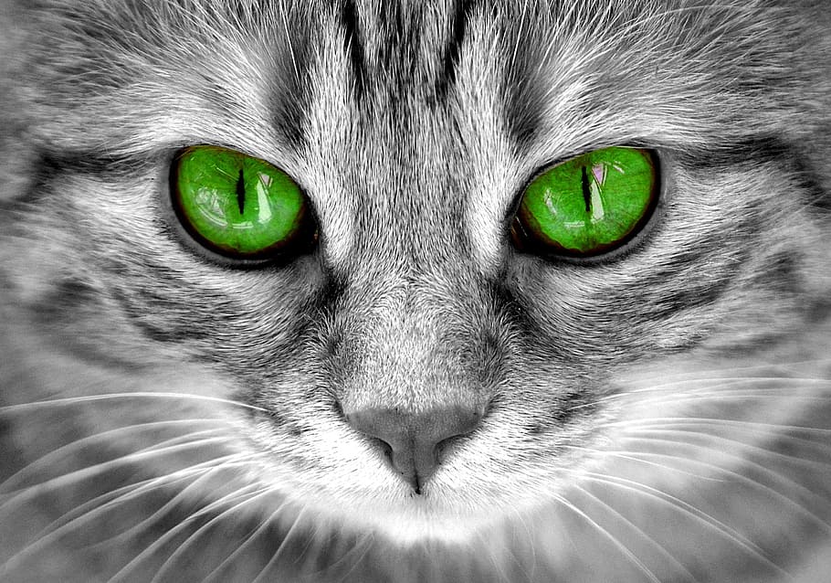 close photography of grey and black tabby cat with green eyes, HD wallpaper