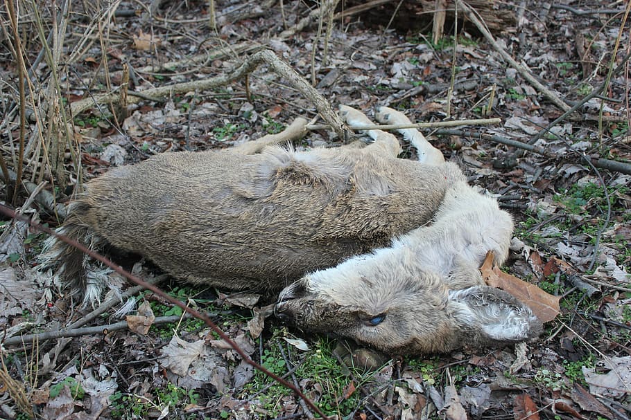 deer, dead, lifeless, nature, sorrow, cry, depressed, black HD wallpaper