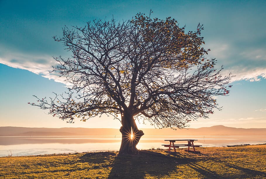 silhouette of tree near sea, green tree near body of water during sunset HD wallpaper