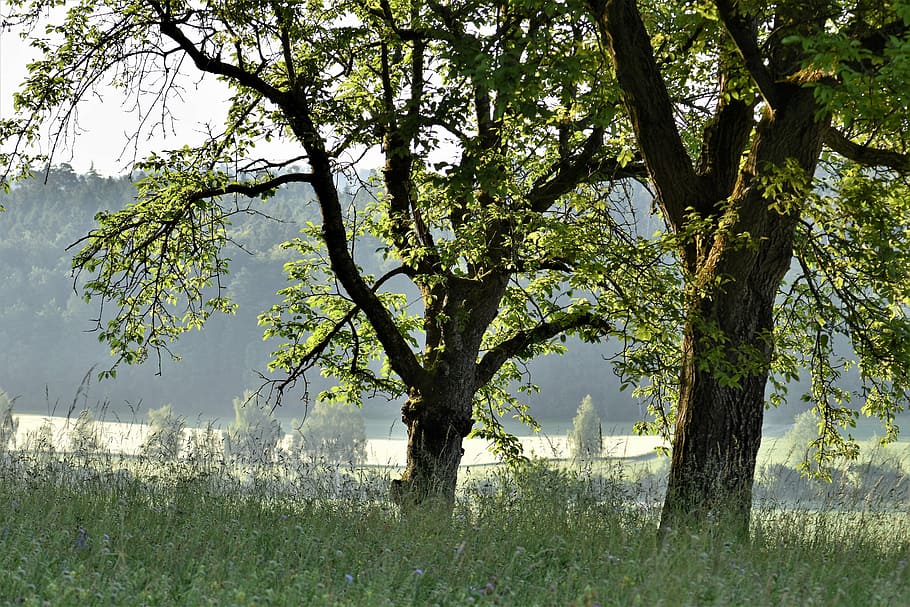 trees, meadow, landscape, field, nature, leaves, green, park HD wallpaper