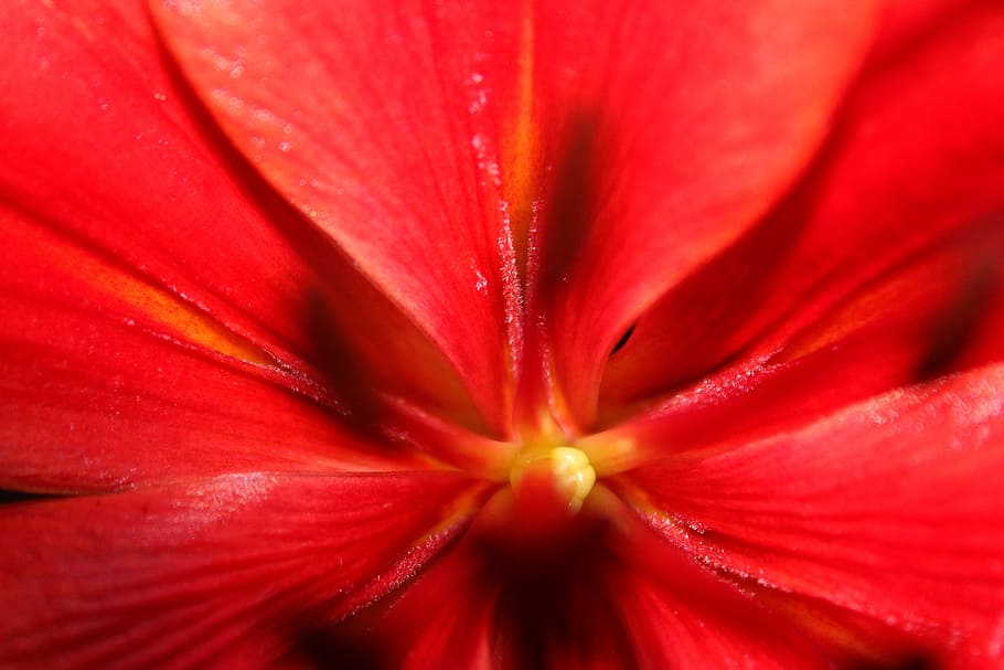 red flower, close up, flowering plant, freshness, petal, fragility HD wallpaper