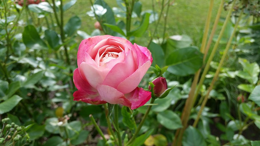 rose, flower, park, nature, plant, petal, red, pink Color, rose - Flower HD wallpaper
