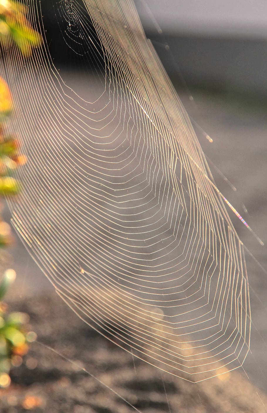 nature, weave, cobweb, close-up, focus on foreground, no people HD wallpaper