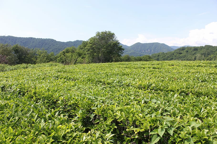 Tea Plantation, Plants, Sheet, agriculture, field, landscape HD wallpaper