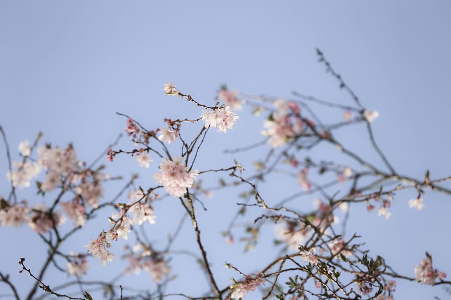 cherry blossom tree, selective photo of cherry blossoms, white HD wallpaper