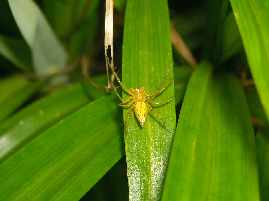 spider, yellow, leaf, pandan, green, insect, nature, animal HD wallpaper