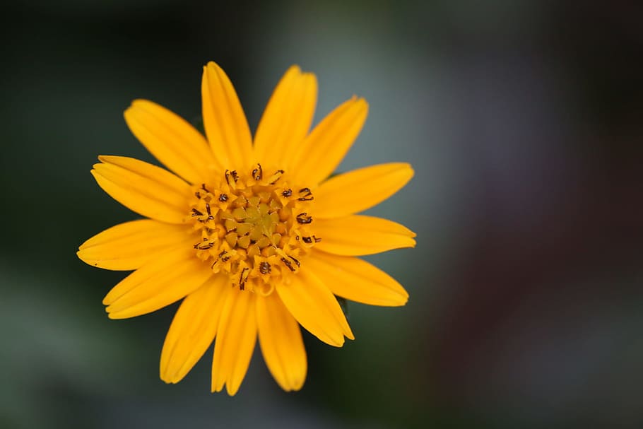 flower, chrysanthemum, yellow, spring, plant, nature, grow HD wallpaper