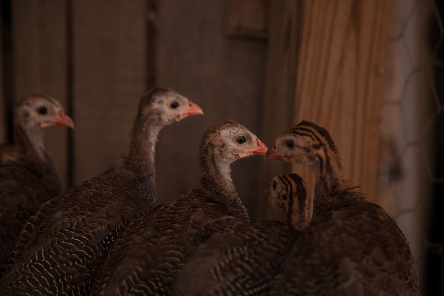 fowl, guinea, bird, barnyard, animal, hen, feather, spotted HD wallpaper