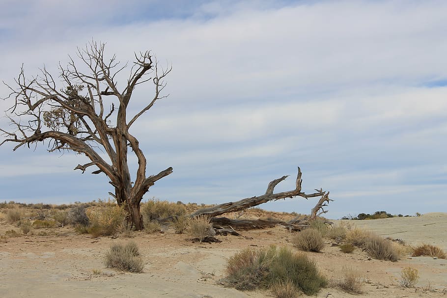 bare tree under white clouds at daytime, desert, twisted, barren HD wallpaper
