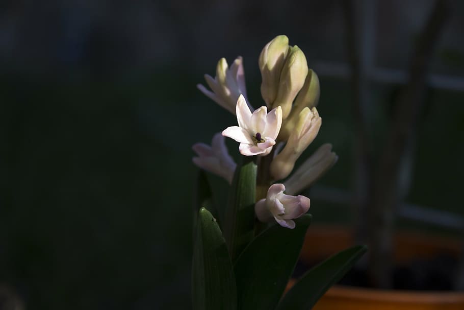 flower, nature, spring, natural, plant, green, garden, white HD wallpaper