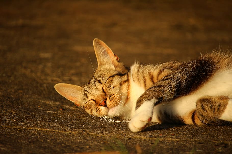 gray and black tabby cat lying on concrete pavement, kitten HD wallpaper
